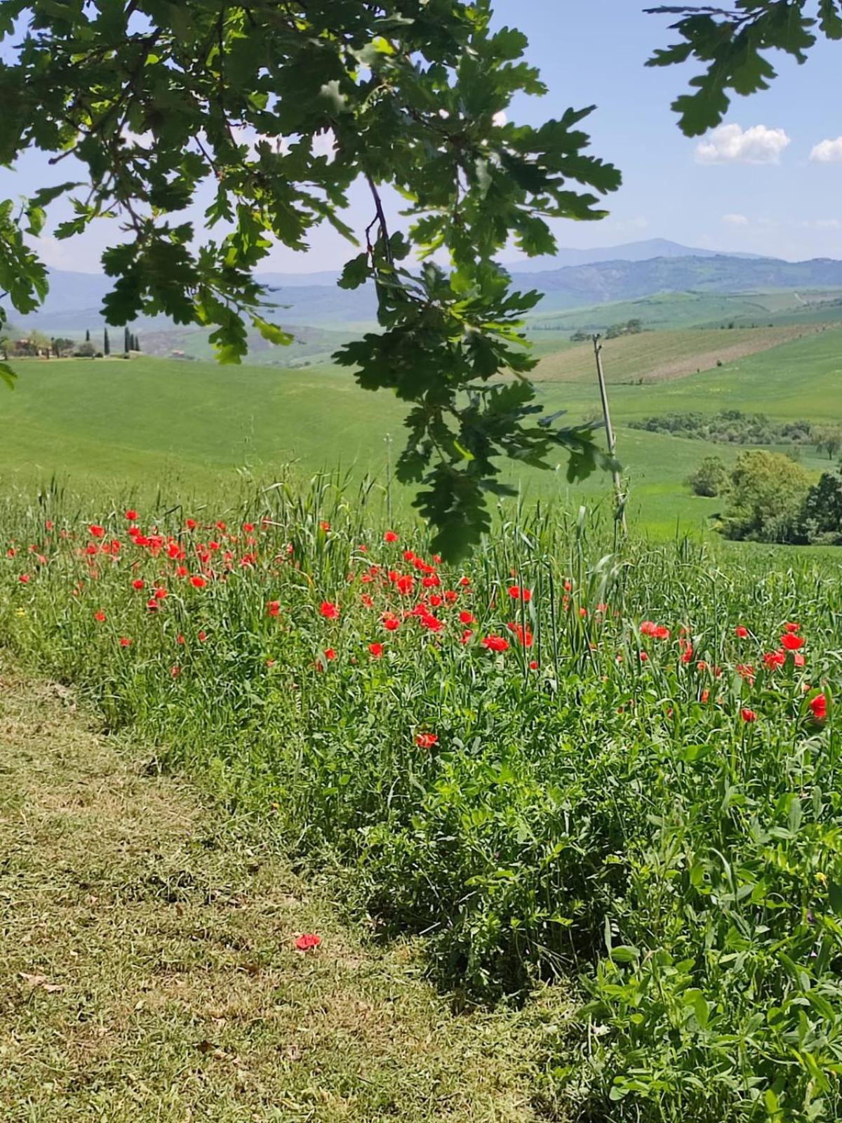 Agriturismo Il Pozzo Castiglione dʼOrcia Eksteriør bilde